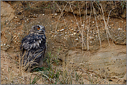 rücklings... Europäischer Uhu *Bubo bubo*