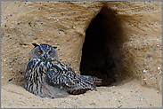 Erinnerungen an vergangene Zeiten... Europäischer Uhu *Bubo bubo*