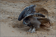 vor dem Abflug... Europäischer Uhu *Bubo bubo*