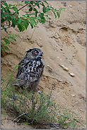 unter'm Busch... Europäischer Uhu *Bubo bubo*