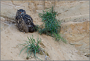 neben ein paar Grasbüscheln... Europäischer Uhu *Bubo bubo*