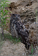 Könige der Nacht... Europäischer Uhu *Bubo bubo*