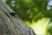 auf Totholz... Hirschkäfer *Lucanus cervus*