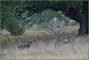 unter mächtigen Eichen... Rotwildbruft *Cervus elaphus*