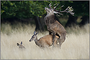 auf dem Höhepunkt... Rothirsch *Cervus elaphus*