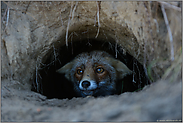 im Fuchsbau... Rotfuchs *Vulpes vulpes* schaut aus seinem Bau