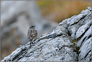 hoch oben... Alpenbraunelle *Prunella collaris*