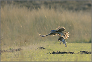 schwere Last... Habicht *Accipiter gentilis* mit Kaninchem im Fang