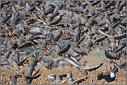 Nilgänse, Graugänse und... Blässgänse *Anser albifrons*