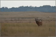 nur noch vereinzelt zu hören... Rothirsch *Cervus elaphus*