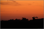 gegen den glutroten Himmel... Rothirsch *Cervus elaphus*