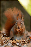 rotes Eichhörnchen... Europäisches Eichhörnchen *Sciurus vulgaris*