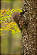 Kehrtwende am Baum... Steinmarder *Martes foina*