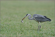 mit Maus... Graureiher *Ardea cinerea*