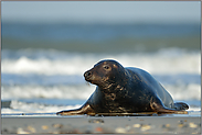 robbend am Strand... Kegelrobbe *Halichoerus grypus*