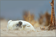 drollig... Kegelrobbenbaby *Halichoerus grypus* auf Helgoland