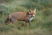 Fuchs in der Wiese... Rotfuchs *Vulpes vulpes*