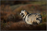 wohlgenährt... Marderhund *Nyctereutes procyonoides*