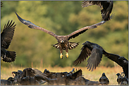 Rabenvolk... Seeadler *Haliaeetus albicilla* als Nahrungsopportunist