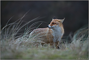 bei Regen und Wind... Rotfuchs *Vulpes vulpes*