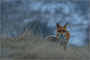 es schneit... Rotfuchs *Vulpes vulpes* am späten Abend