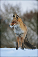 abwartend... Rotfuchs *Vulpes vulpes*, Fuchs frontal im Schnee