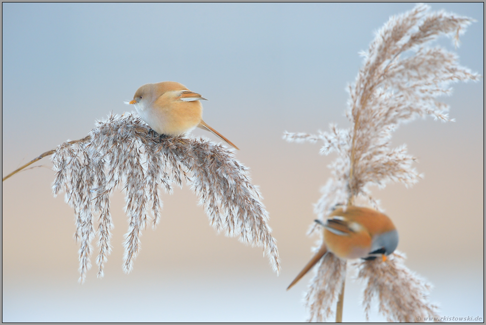 ein Pärchen... Bartmeise *Panurus biarmicus*