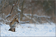 den Feldrain entlang... Rotfuchs *Vulpes vulpes* im Winter