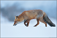 die Nase am Boden... Rotfuchs *Vulpes vulpes* im Winter bei leichtem Schneefall