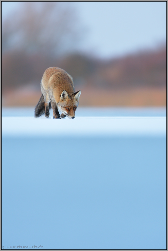 immer der Nase entlang... Rotfuchs *Vulpes vulpes* im Winter bei Eis und Schnee