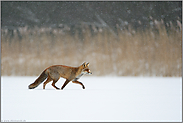 bei Schneefall... Rotfuchs *Vulpes vulpes* im Winter