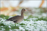 junge Wildgans im Schnee... Blässgans *Anser albifrons* im Winter