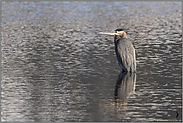 ruhend im Wasser... Kanadareiher *Ardea herodias*