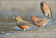 immer diese Drängler... Kiefernkreuzschnabel *Loxia pytyopsittacus*