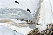 in Gesellschaft... Bartgeier *Gypaetus barbatus* und ihre Ernährung