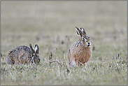 nach langer Zeit... Feldhase *Lepus europaeus*