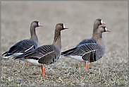 typisches Bild am Niederrhein... Blässgänse *Anser albifrons*