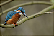 kurz vor dem Beutestoss... Eisvogel *Alcedo atthis*, Männchen im zeitigen Frühjahr