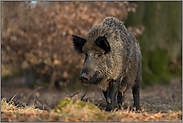 prall gefülltes Gesäuge... Wildschwein *Sus scrofa*