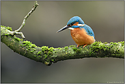 Erde am Schnabel... Eisvogel *Alcedo atthis*