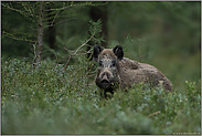 eine Bache... Wildschwein *Sus scrofa*