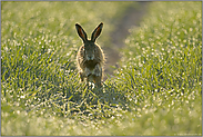 der Sprung... Feldhase *Lepus europaeus*