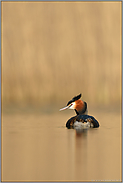 Stille am Gewässer... Haubentaucher *Podiceps cristatus*