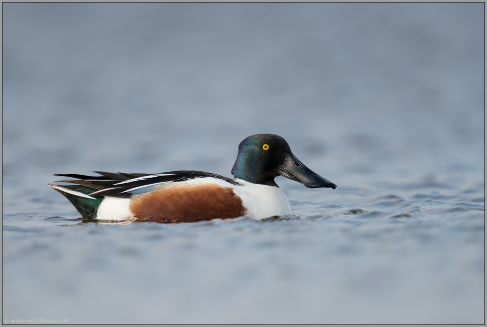 eigentümlich... Löffelente *Anas clypeata*, Erpel im Prachtkleid