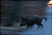 Gefährdung im Straßenverkehr... Wildschwein *Sus scrofa* oder Achtung: Wildwechsel!