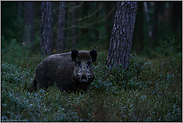 starker Keiler... Wildschwein *Sus scrofa* spätabends in der Dämmerung