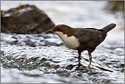 schnell fließendes Wasser... Wasseramsel *Cinclus cinclus*