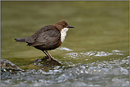 kräftige Füße... Wasseramsel *Cinclus cinclus*