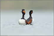 getrennte Wege... Schwarzhalstaucher *Podiceps nigricollis* beim Hochzeitstanz