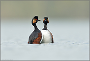 der Hochzeitstanz... Schwarzhalstaucher *Podiceps nigricollis* in der Balz